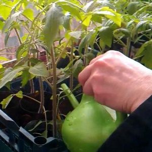 How to feed tomato seedlings so that there are plump stems and how to do it right