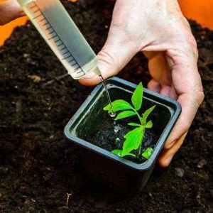 How to feed tomato seedlings so that there are plump stems and how to do it right