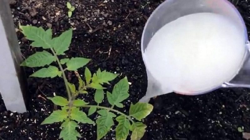 How to feed tomato seedlings so that there are plump stems and how to do it right