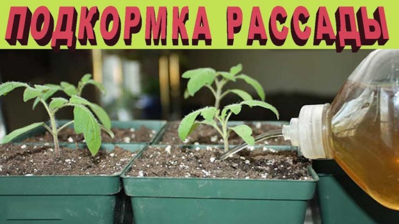 How to feed tomato seedlings so that there are plump stems and how to do it right