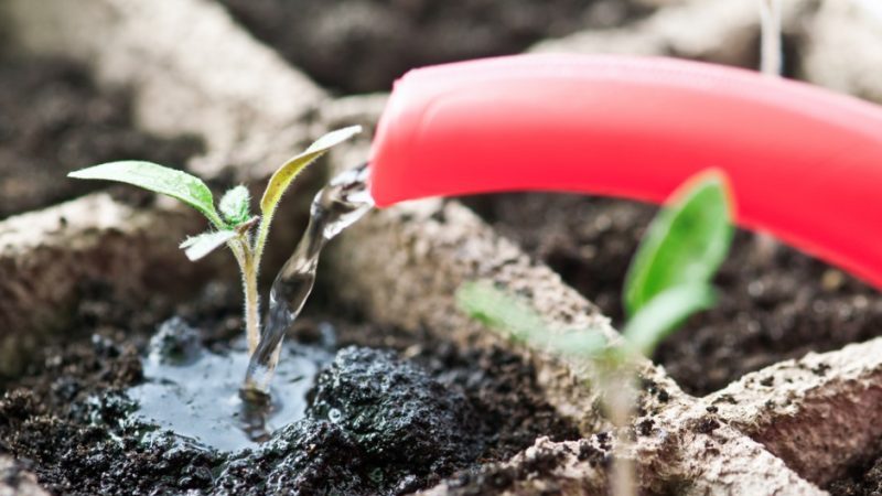 How to feed tomato seedlings so that there are plump stems and how to do it right