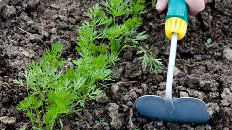 What to do if carrots do not grow: the better to feed and how to do it correctly