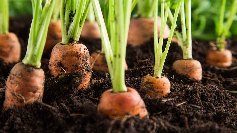 What to do if carrots do not grow: the better to feed and how to do it correctly