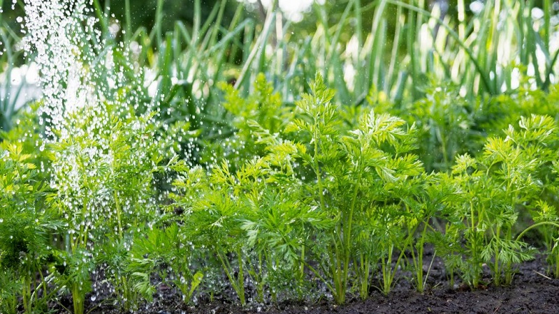 What to do if carrots do not grow: the better to feed and how to do it correctly