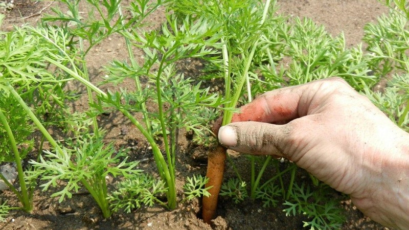 What to do if carrots do not grow: the better to feed and how to do it correctly