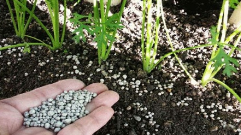 What to do if carrots do not grow: the better to feed and how to do it correctly
