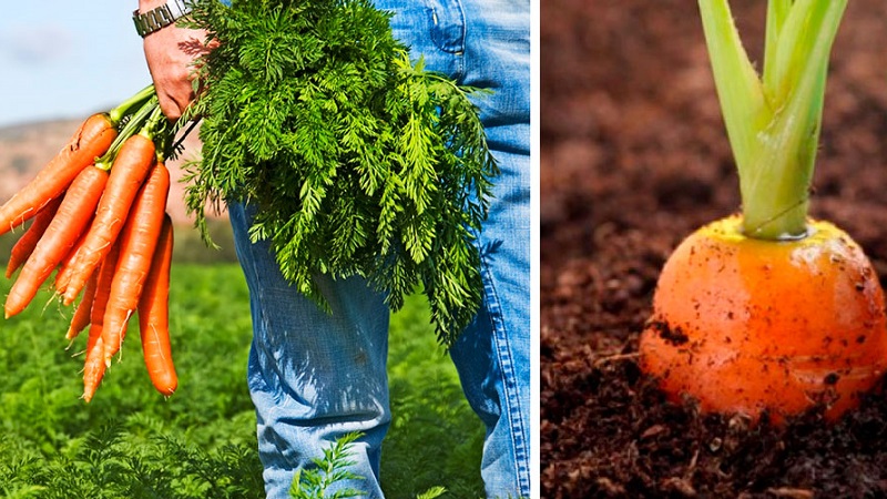 What to do if carrots do not grow: the better to feed and how to do it correctly