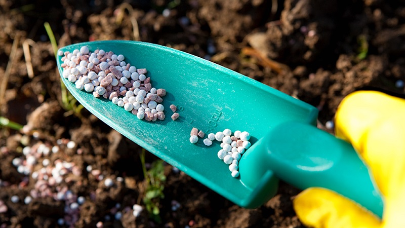 What to do if carrots do not grow: the better to feed and how to do it correctly