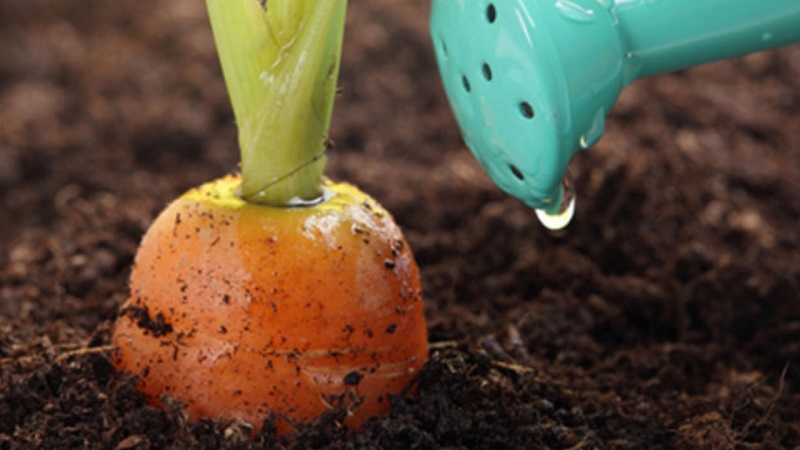 What to do if carrots do not grow: the better to feed and how to do it correctly