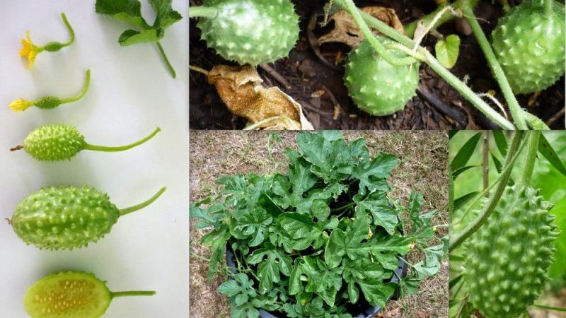What is anguria and how to grow it