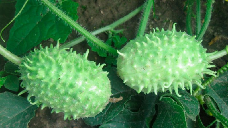 What is anguria and how to grow it