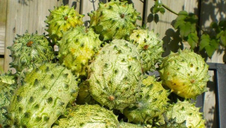 What is anguria and how to grow it
