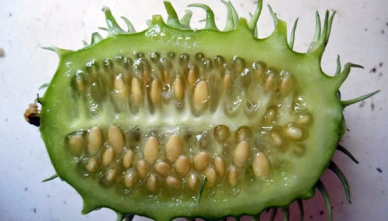 What is anguria and how to grow it