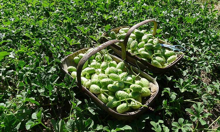 What is anguria and how to grow it