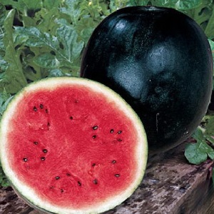 What is black watermelon: description, features and the best varieties of this type