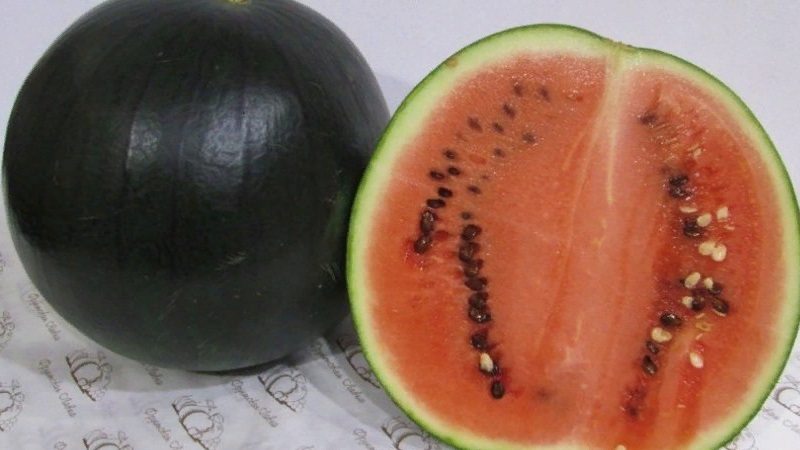 What is black watermelon: description, features and the best varieties of this type