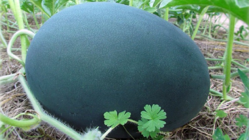What is black watermelon: description, features and the best varieties of this type