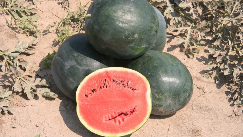 What is black watermelon: description, features and the best varieties of this type