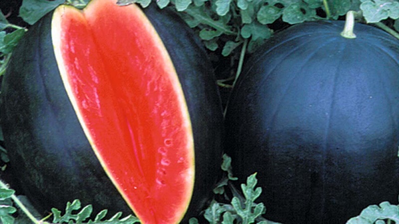 What is black watermelon: description, features and the best varieties of this type