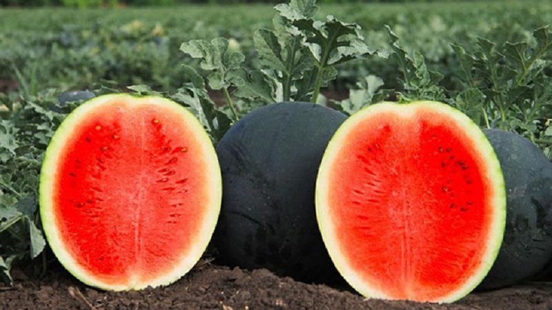 What is black watermelon: description, features and the best varieties of this type