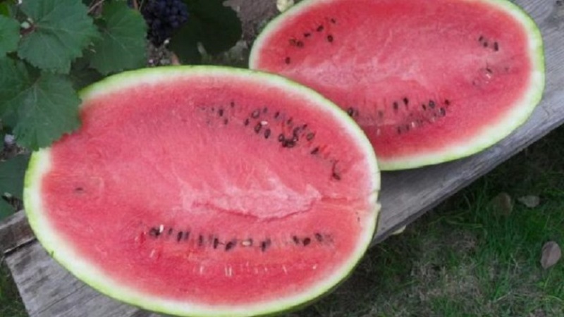 What is black watermelon: description, features and the best varieties of this type