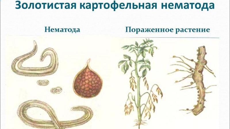 What is a potato nematode and how to deal with it
