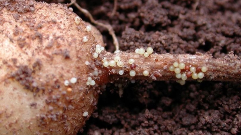 What is a potato nematode and how to deal with it