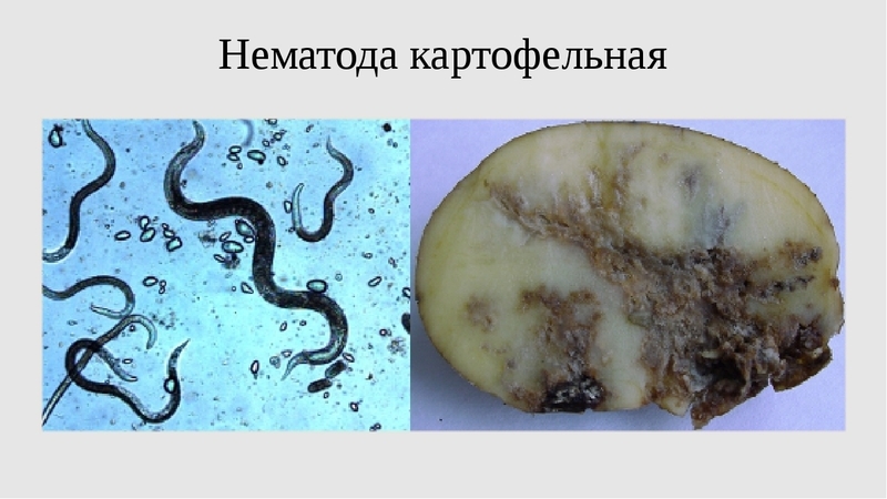 What to do if the potato bursts and cracks in the ground, why does this happen