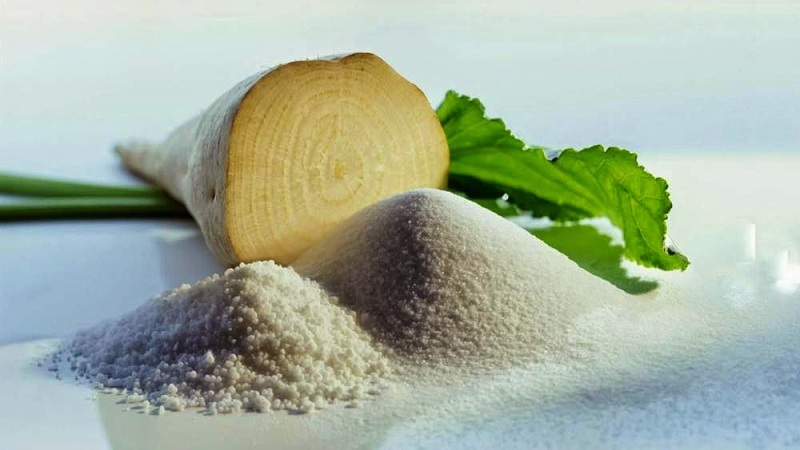 What is sugar beet: the full path from sowing a vegetable to the resulting sugar on our table