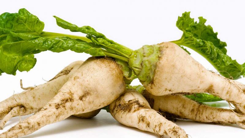 What is sugar beet: the full path from sowing a vegetable to the resulting sugar on our table