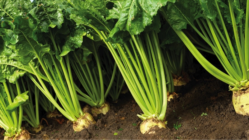 What is sugar beet: the full path from sowing a vegetable to the resulting sugar on our table
