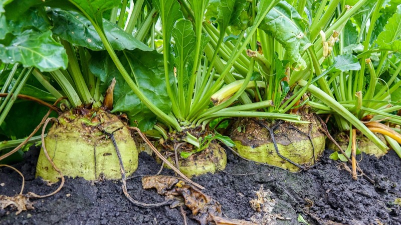 What is sugar beet: the full path from sowing a vegetable to the resulting sugar on our table