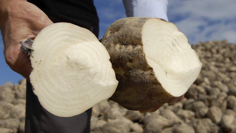 What is sugar beet: the full path from sowing a vegetable to the resulting sugar on our table