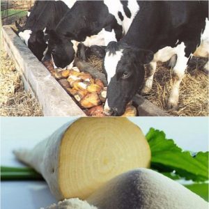 What is sugar beet: the full path from sowing a vegetable to the resulting sugar on our table