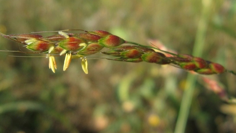 What is Sudanese grass, how is it grown and where is it used