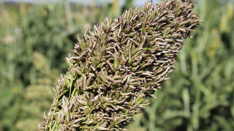 What is Sudanese grass, how is it grown and where is it used