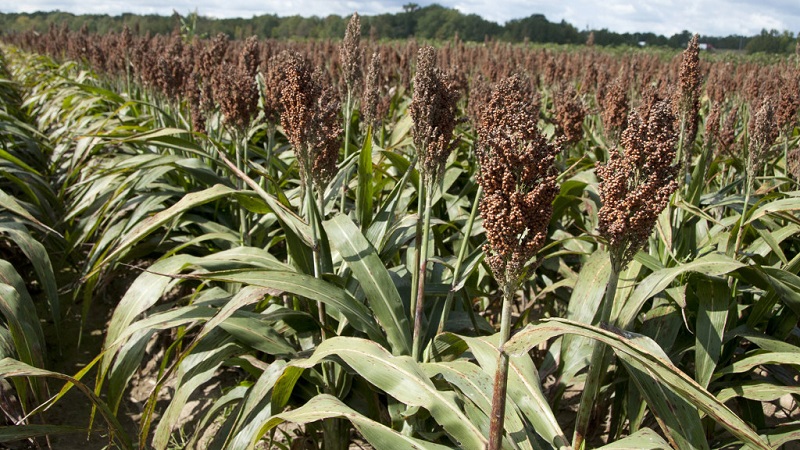 What is Sudanese grass, how is it grown and where is it used