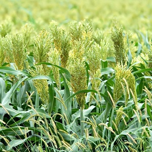 What is Sudanese grass, how is it grown and where is it used