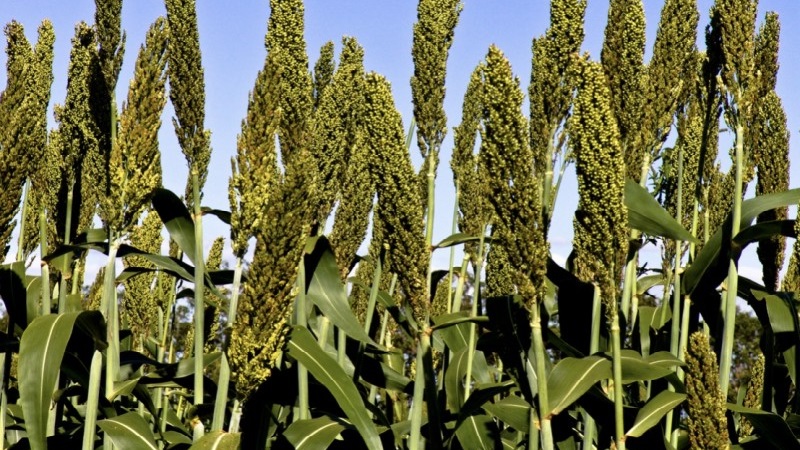 What is Sudanese grass, how is it grown and where is it used