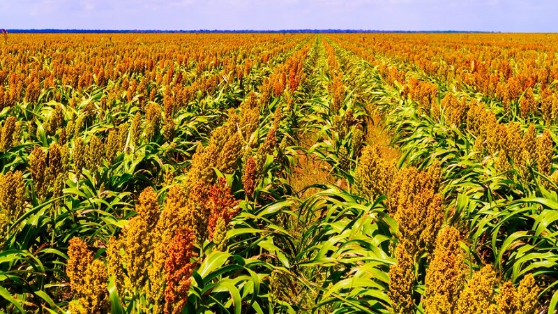 What is Sudanese grass, how is it grown and where is it used