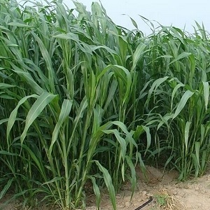 What is Sudanese grass, how is it grown and where is it used