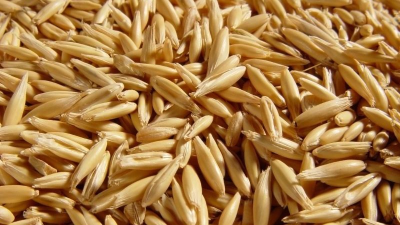 What is feed oats and features of its cultivation