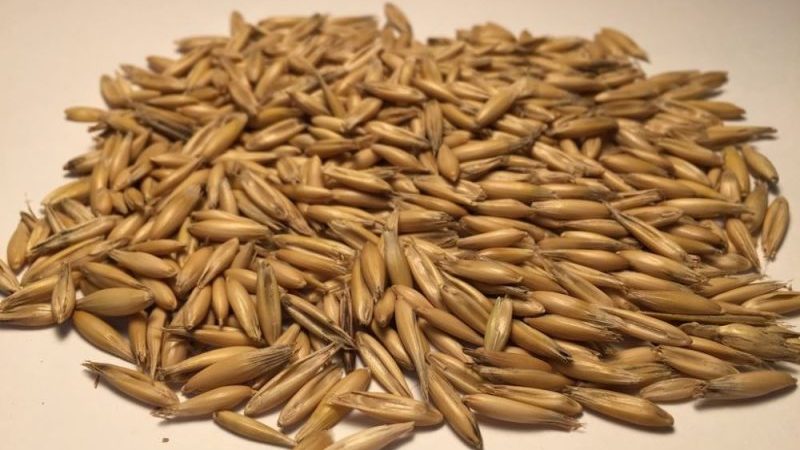 What is feed oats and features of its cultivation