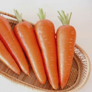 Juicy and sweet hybrid of carrots Abaco F1 with a high yield