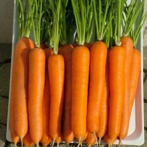Disease Resistant High Yielding Carrot Hybrid Laguna F1