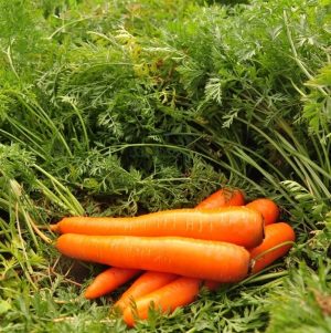 Disease Resistant High Yielding Carrot Hybrid Laguna F1