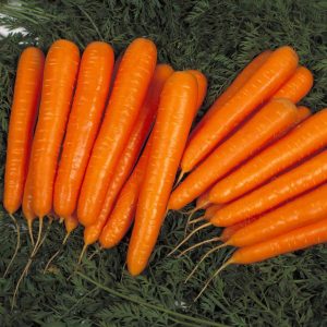 Disease Resistant High Yielding Carrot Hybrid Laguna F1