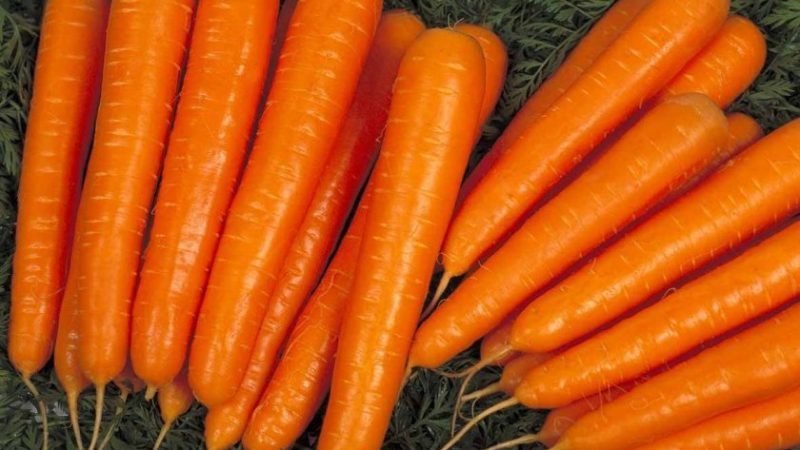 Mid-season carrot variety Niiokh 336