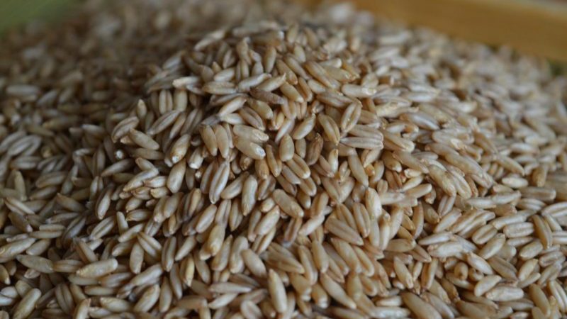 Useful properties and features of growing naked oats