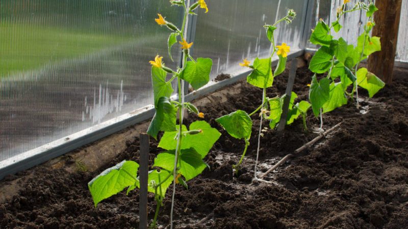 How to properly cut the leaves of cucumbers in the greenhouse and should it be done?